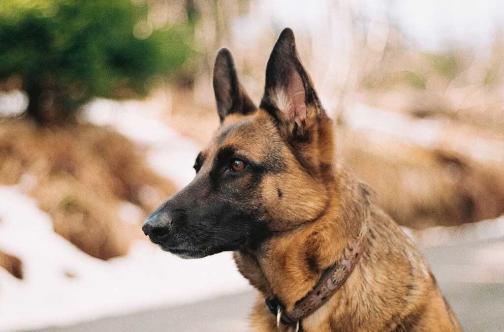 As melhores e “piores” raças de cães para segurança da sua casa